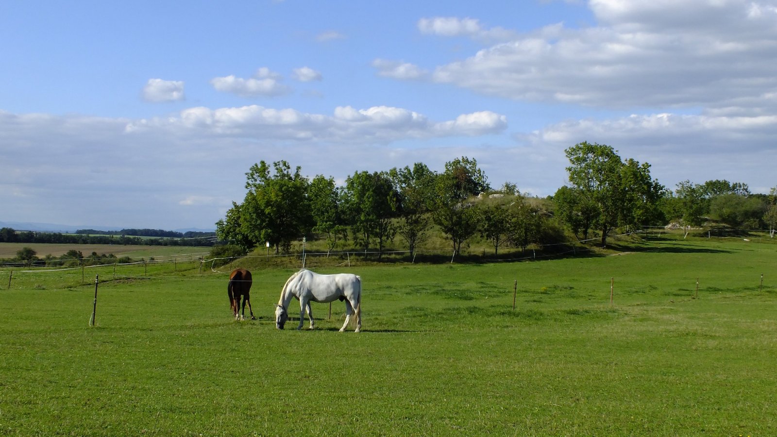 Horses grazing at PP Pazderna nature reserve, Tuchoměřice